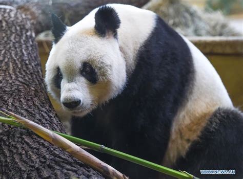 Vienna Warmly Welcomes Giant Panda From China 2 Peoples Daily Online