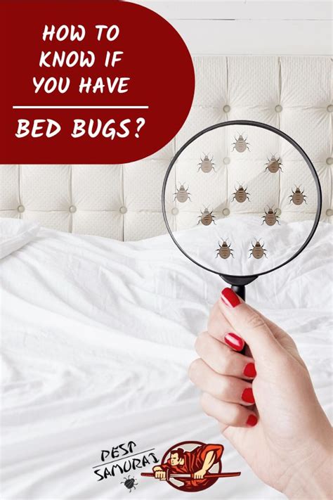 Bed Bug Signs How To Know If You Have Bed Bugs Bed Bugs Bed Bug