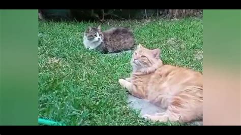 Pussy Cats Youtube