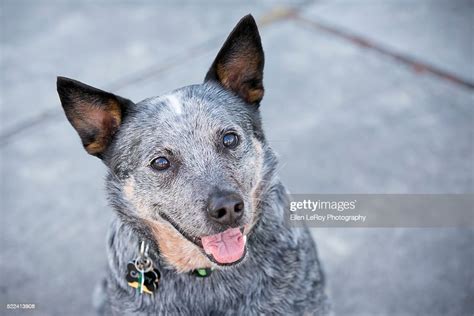 Australian Cattle Dogblue Heeler Looking At Camera With Grey Background