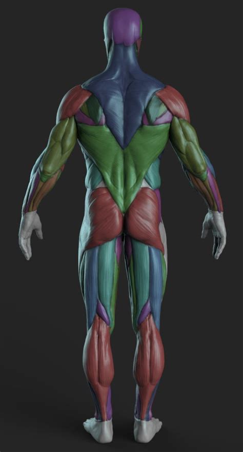 Staggering Drawing The Human Figure Ideas Zbrush Anatomy Anatomy