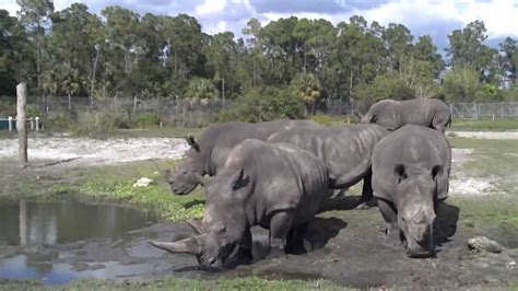 Maybe you would like to learn more about one of these? Lion Country Safari - White Rhino and Zebra - YouTube