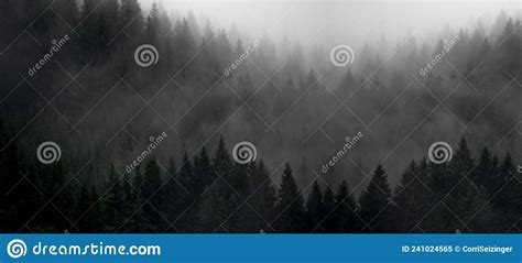Amazing Mystical Rising Fog Forest Trees Firs Landscape In Black Forest