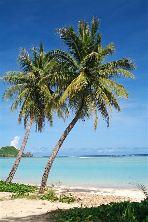 Guam Tropical Coconut Trees Coconut Trees Along A Beach In Tumon Guam