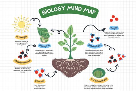 Biology Mind Maps Revolutionizing Visual Learning