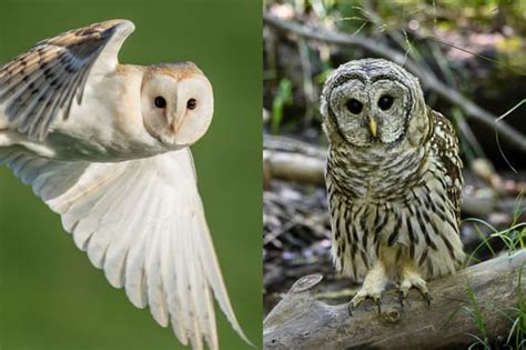 Diferencia Entre Búho Y Lechuza Descubre Sus Características