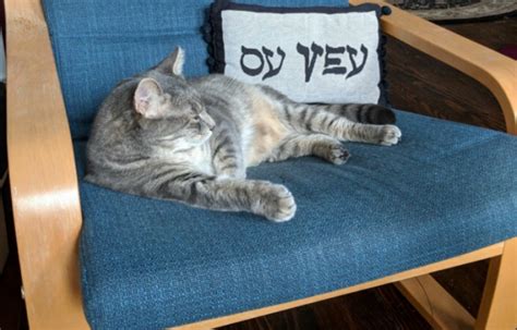 Jewish Cat Of The Month Bruce Gatherdc