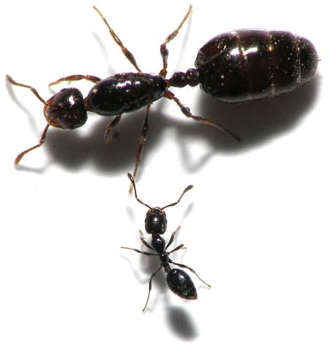This post is a blast from the pretty far past — originally published in 2013, but relevant & updated in 2016 — because these darn ants, they are back every year. I might founded an queen. - The AntsCanada Ant Forum's