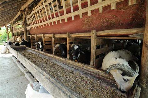Maybe you would like to learn more about one of these? Top Konsep 33+ Gambar Lantai Kandang Kambing