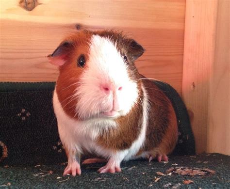 Pair Of Male Guinea Pigs For Sale In Durham County Durham Gumtree