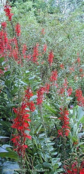 Check out this collection of the 30 prettiest tropical flowers to find inspiration for your next indoor or outdoor gardening project. Florida Native; attracts butterflies, bees and birds ...