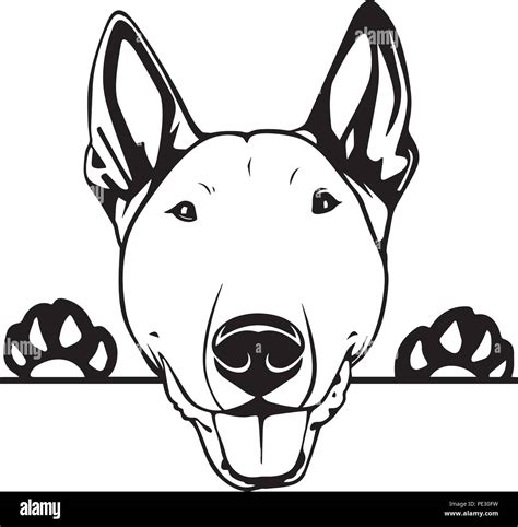 Bull Terrier Logo Imágenes Vectoriales De Stock Alamy