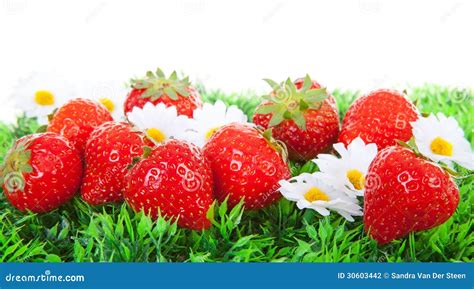 Fresh Strawberries On Grass Stock Photo Image Of Freshness Sweet