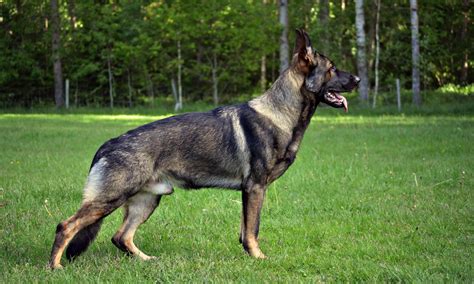 Five males and two females. 18 month old sable male. - German Shepherd Dog Forums