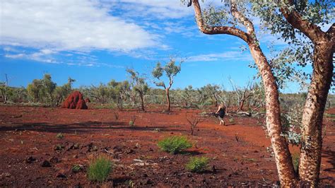A Swag, A Dingo And The Australian Outback | Above Us Only ...