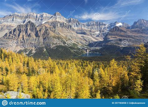 Golden Yellow Larches Forest And Canadian Rocky Mountain Peaks Stock