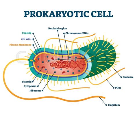Prokaryotic Cell Structure Diagram Stock Vector Colourbox