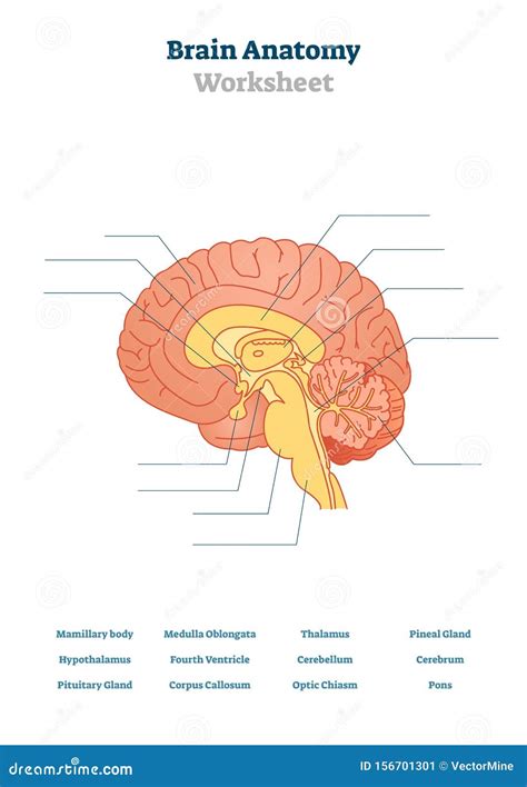 Brain Anatomy Vector Illustration Anatomical Blank Head Organ