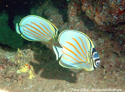Meet Kikakapu The Ornate Butterflyfish The Garden Island