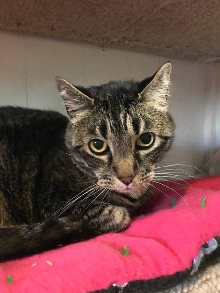 Ideally, a lost cat poster will include a photo of your cat and your contact information. REUNITED Cat Butte, Montana, MT, United States - L37293 ...