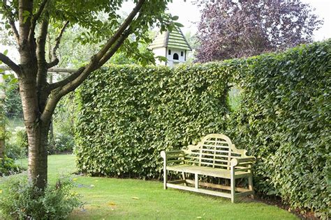 Hedge Sizes Tall Privacy Hedges Medium Hedges Low Hedges
