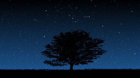 Tree At Night Motion Graphics Videohive
