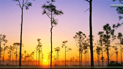 Everglades Wallpapers Top Free Everglades Backgrounds Wallpaperaccess