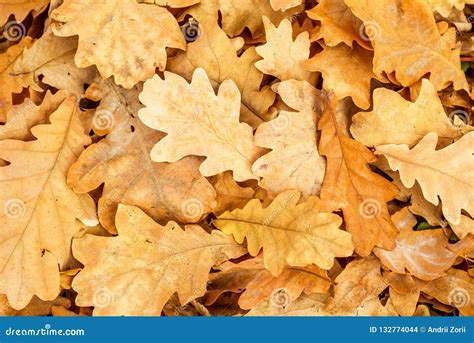 Yellow Oak Leaves Fall Patterns Of Oak Leaves In Autumn Park Stock