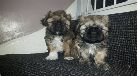 These dogs are smart, cute, energetic, and they love to be your friend. Shih Tzu Puppies For Sale | Oklahoma City, OK #247760