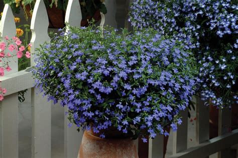 Easy To Grow Annual Shade Flowers Hgtv