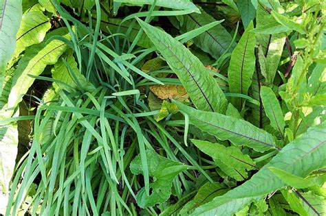 We did not find results for: How to Keep Rabbits Out of the Garden | Gardener's Path