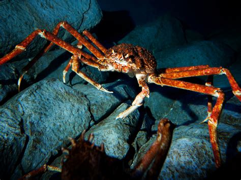 Comment Tuer Le Crabe Geant Dans The Island - à La Découverte Du Crabe Royal | Costa Croisieres