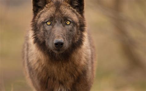 wolf, Wolves, Predator, Carnivore Wallpapers HD / Desktop and Mobile ...