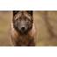 Wolf Wolves Predator Carnivore Wallpapers HD / Desktop And Mobile 