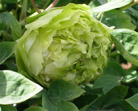 Some seem almost helpless in the face of predators. Wow! This Dou Lu tree peony looks like a big cabbage but ...