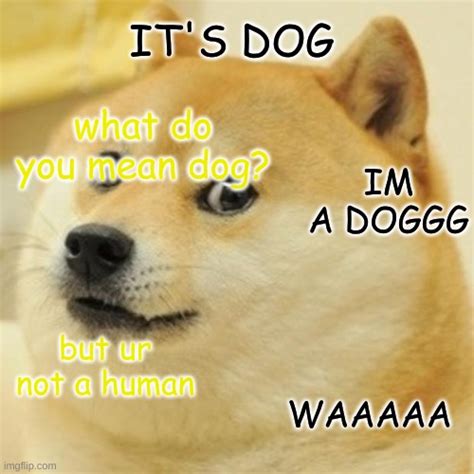 Doge Meme Imgflip