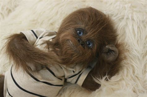 Chewbacca Inspired Reborn One Of A Kind Realistic And Adorable Baby