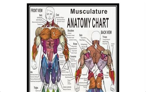 Back Muscle Anatomy Chart List Of Skeletal Muscles Of The Human Body