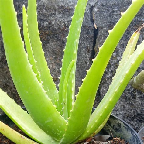 Aloe vera telah dimanfaatkan untuk kami akan uraikan cara membuat dan menggunakan masker lidah buaya untuk wajah. Cara membuat Masker Lidah Buaya dan Khasiat Lidah Buaya ...