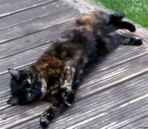 Serial Cat Killer Strikes Again In Croydon Taking Total Up To Over 30