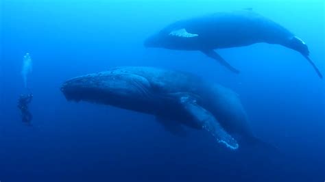 Diver Encounters Sad Humpback Whale Youtube