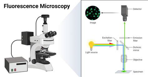 Fluorescence Microscope Principle Parts Uses Examples