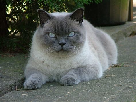 A Day With A Cat Fanatic Brilliant British Shorthair