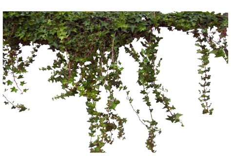 Ivy Vine Png Photos Png Mart