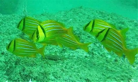 Panamic Porkfish Mexico Fish Birds Crabs Marine Life Shells And