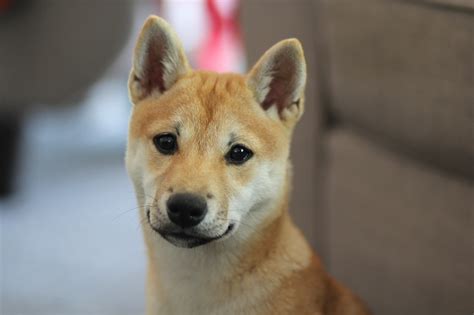 If you spay a dog before its first heat. How to Spot Early Cancer Signs in Your Dog