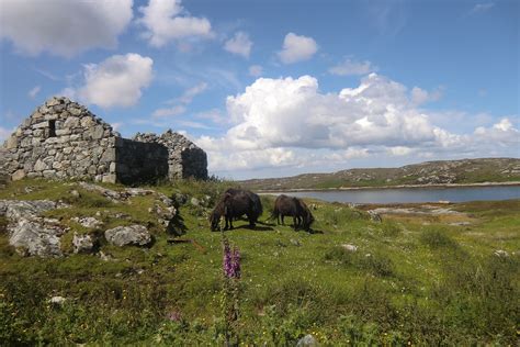 Eriskay Ponies By A Derelict Croft Hebrides Scotland Hebrides