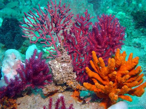 Colorful Coral Beautiful Sea Creatures Ocean Plants Underwater Sea