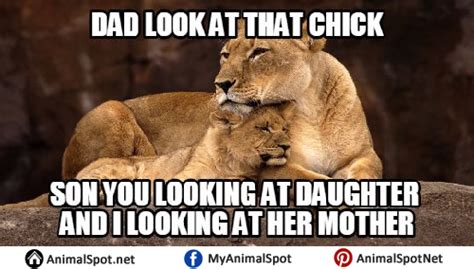 Lion Meme Lion Memes Animal Memes Funny Animal Memes