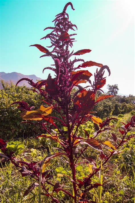 Hopi Red Dye Amaranth Amaranthus Cruentus Seeds 600